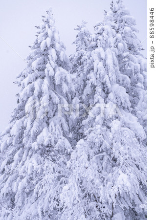 《北海道》豪雪地帯の樹氷・冬の十勝岳 88598446