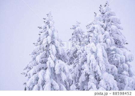 《北海道》豪雪地帯の樹氷・冬の十勝岳 88598452