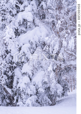 《北海道》豪雪地帯の樹氷・冬の十勝岳 88598468