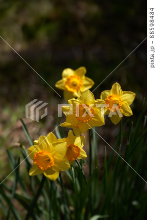春の光を浴びる黄色い水仙 88598484