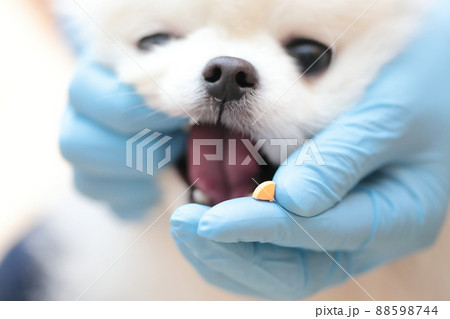 動物病院で獣医に薬を飲ませられるポメラニアン 88598744
