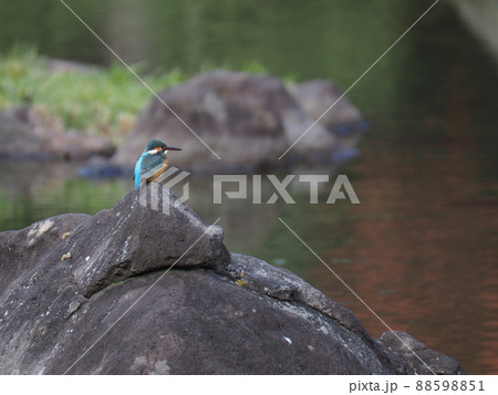 カワセミと池 88598851