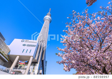 日本の東京都市景観 青空に映える東京スカイツリーと墨田区おしなり公園の桜などを望む 日本の東京都市景観 青空に映える東京スカイツリーと墨田区おしなり公園の桜などを望む 88598997