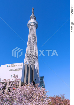 日本の東京都市景観 青空に映える東京スカイツリーと墨田区おしなり公園の桜などを望むの写真素材 5998