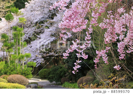 當麻寺　満開の枝垂れ桜 88599370