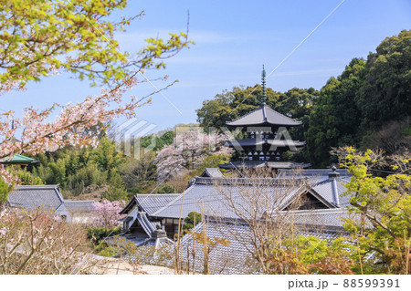 當麻寺　満開の枝垂れ桜 88599391