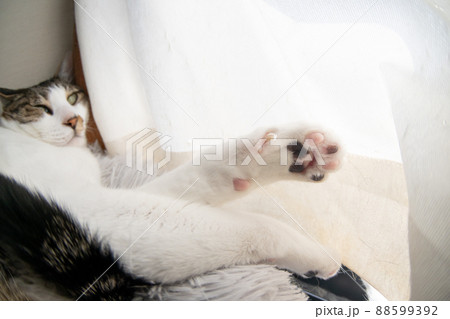 可愛い肉球　キジトラ猫 88599392