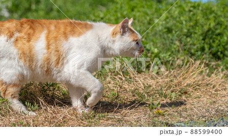 歩く猫　　茶白猫 88599400