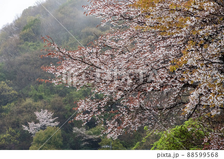 雨後の山桜と霧 88599568
