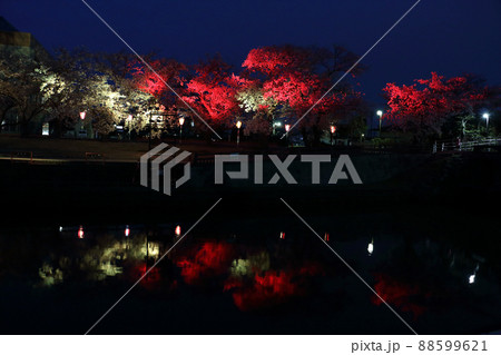 桜並木の複色可変光エルイーディによるライトアップ 88599621