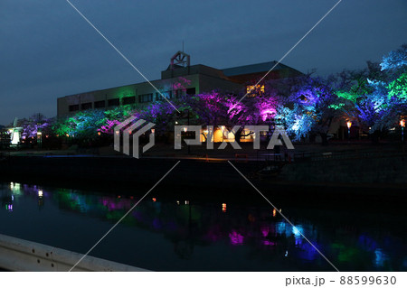 桜並木の複色可変光エルイーディによるライトアップ 88599630