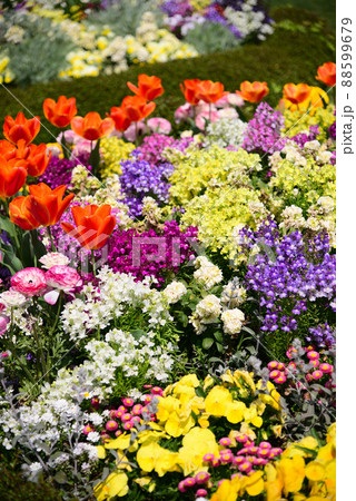 カラフルな春の花壇 88599679
