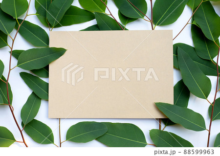 Brown paper with eucalyptus leaves on white background. Brown paper with eucalyptus leaves on white background. 88599963