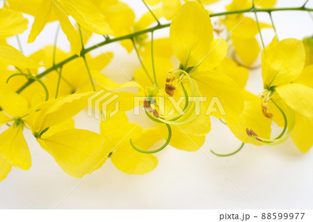Golden shower or cassia fistula flower on white background. 88599977