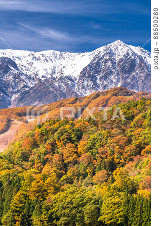 《長野県》紅葉最盛期の白馬村・三段紅葉 88600280