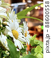 白いマーガレットの花と背景のライトが綺麗 88600558