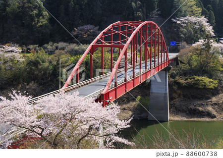 桜満開の月ヶ瀬渓谷 88600738