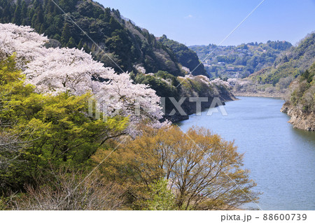 桜満開の月ヶ瀬渓谷 88600739