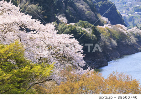 桜満開の月ヶ瀬渓谷 88600740