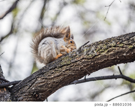 The squirrel sits on a branches in the spring or summer. 88601036