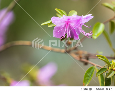 Pink flowers of Siberian rhododendron copy space. Rhododendron Ledebourii. Spring flowering of Altai rhododendron. 88601037