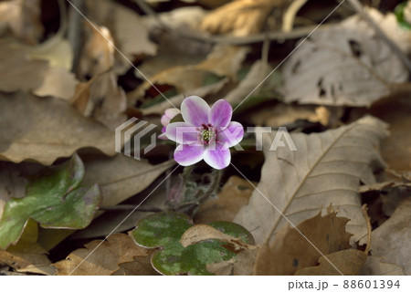 雪割草 ピンク 88601394