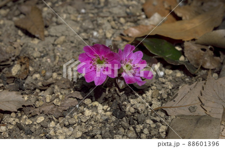 雪割草 ピンク 88601396