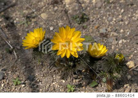 春を告げる花 福寿草 元日草の写真素材
