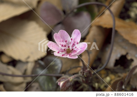 雪割草 ピンク 雪割草 ピンク 88601416
