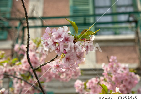河津桜 カワズザクラ 河津桜 カワズザクラ 88601420
