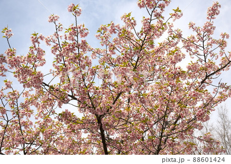 河津桜　カワズザクラ 88601424