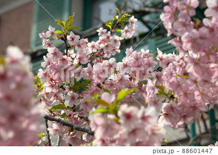 河津桜　カワズザクラ 88601447
