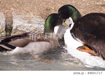 Duck living in an artificial city pond Duck living in an artificial city pond 88601717