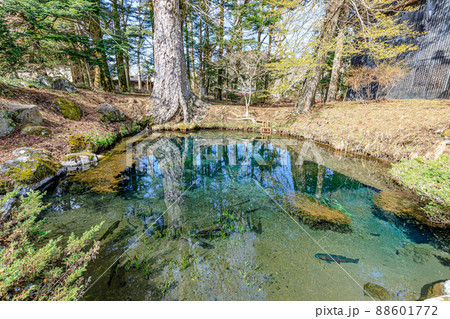 初春の忍野八海 底抜池 山梨県忍野村 初春の忍野八海 底抜池 山梨県忍野村 88601772