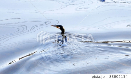川で餌を探すカワウ 川で餌を探すカワウ 88602154