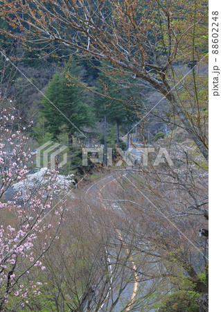 桜追い 奥多摩 桜追い 奥多摩 88602248