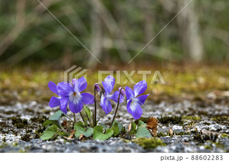 タチツボスミレ 88602283