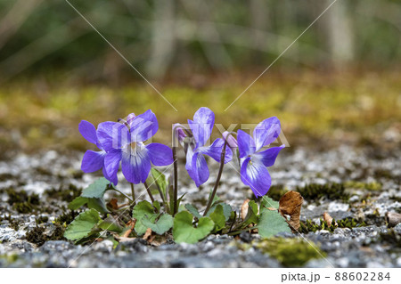 タチツボスミレ 88602284