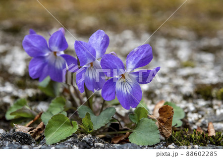 タチツボスミレ タチツボスミレ 88602285