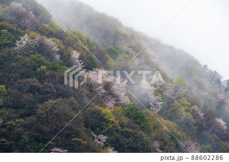 雨後の山桜と霧 88602286
