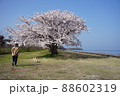 琵琶湖沿いの桜並木 88602319