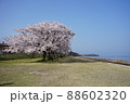 琵琶湖沿いの桜並木 88602320
