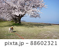 琵琶湖沿いの桜並木 88602321