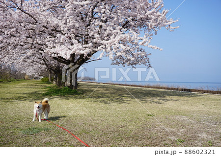 琵琶湖沿いの桜並木 88602321