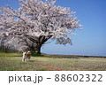 琵琶湖沿いの桜並木 88602322