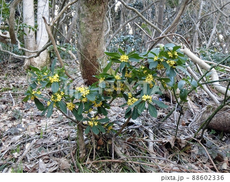 ナニワズ(秋田市下浜八田) ナニワズ(秋田市下浜八田) 88602336