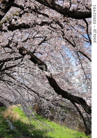 桜追い　残堀 88602491