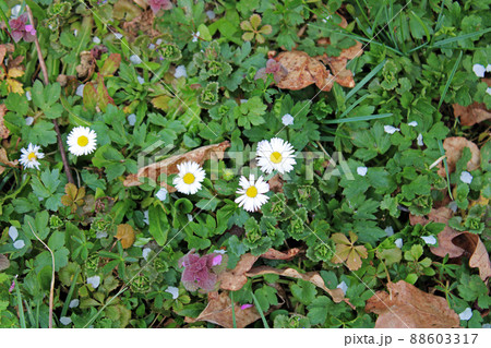 Blooming springtime's fields, daisy in the countryside near Zagreb, Croatia 88603317