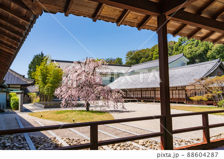 八事山興正寺の普門園、満開の桜〈愛知県名古屋市〉 88604287