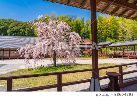 八事山興正寺の普門園、満開の桜〈愛知県名古屋市〉 88604293